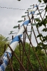 Kurkonzert und Maibaum Miadakin_47